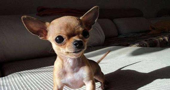 世界上最小的犬——吉娃娃犬的故事（探索吉娃娃犬）(图1)