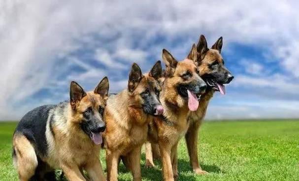 狗的祖先是豺还是狼？（探寻狗类起源之谜）(图1)