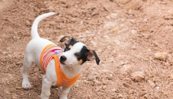 世界上最小的犬——吉娃娃犬的故事（探索吉娃娃犬）(图2)