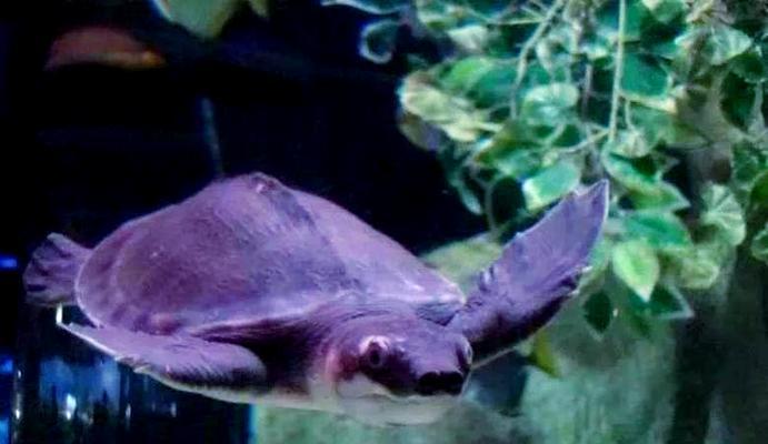 养猪鼻龟的水质注意事项（为保持鼻龟健康，水质是关键！）(图3)