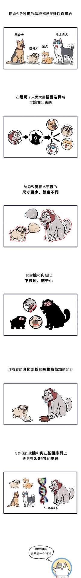 狗的祖先是豺还是狼？（探寻狗类起源之谜）(图2)