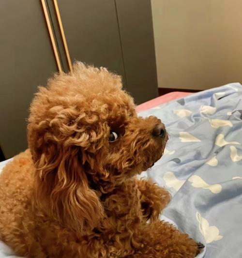 泰迪狗反胃的原因及处理方法（了解泰迪狗反胃的常见原因以及预防措施）(图2)