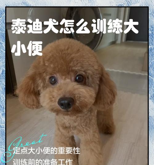 泰迪狗反胃的原因及处理方法（了解泰迪狗反胃的常见原因以及预防措施）(图1)