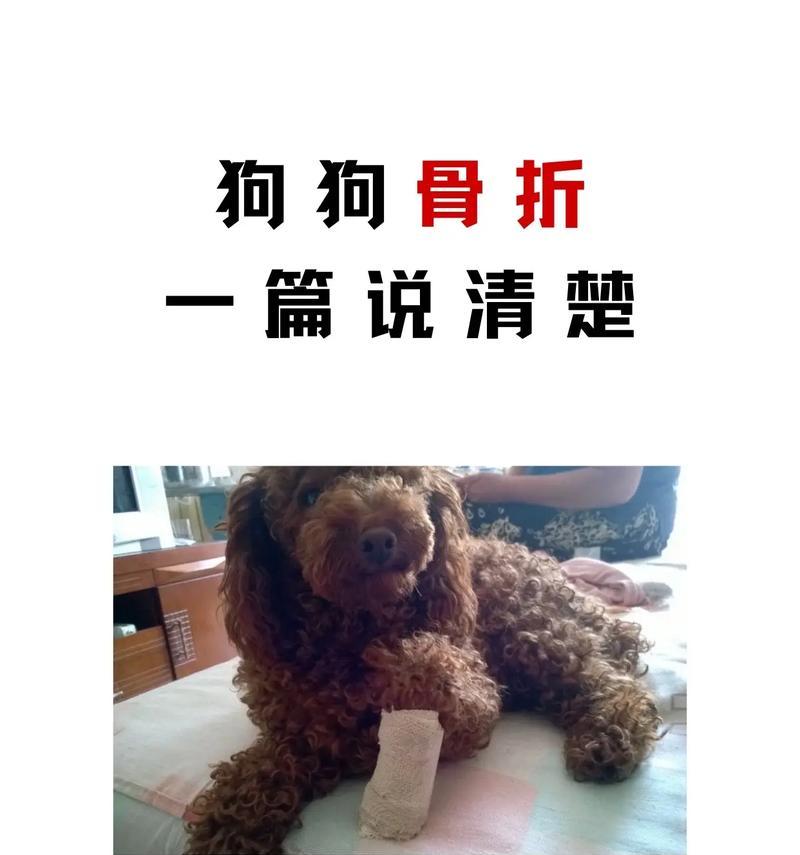 泰迪狗反胃的原因及处理方法（了解泰迪狗反胃的常见原因以及预防措施）(图3)