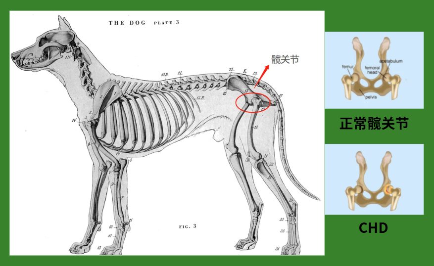 狗狗为什么会发生髋关节发育不良？(图2)
