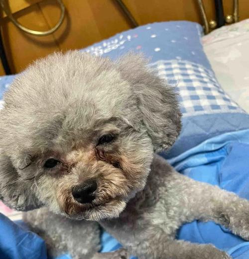 泰迪擦眼泪的正确方法（关爱宠物眼健康，从正确擦拭泰迪眼泪开始）(图3)