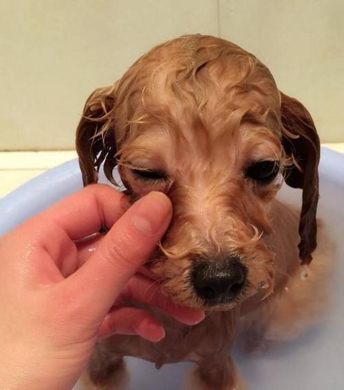 泰迪擦眼泪的正确方法（关爱宠物眼健康，从正确擦拭泰迪眼泪开始）(图1)