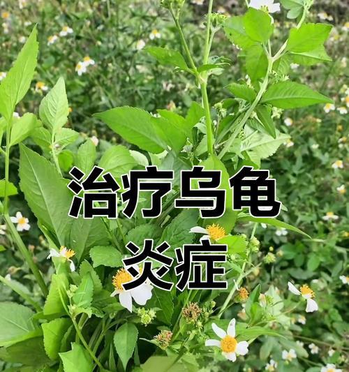 乌龟腐皮治疗法大揭秘！（了解乌龟腐皮治疗的关键步骤及注意事项）(图2)
