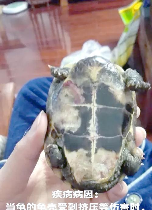 乌龟腐皮治疗法大揭秘！（了解乌龟腐皮治疗的关键步骤及注意事项）(图3)