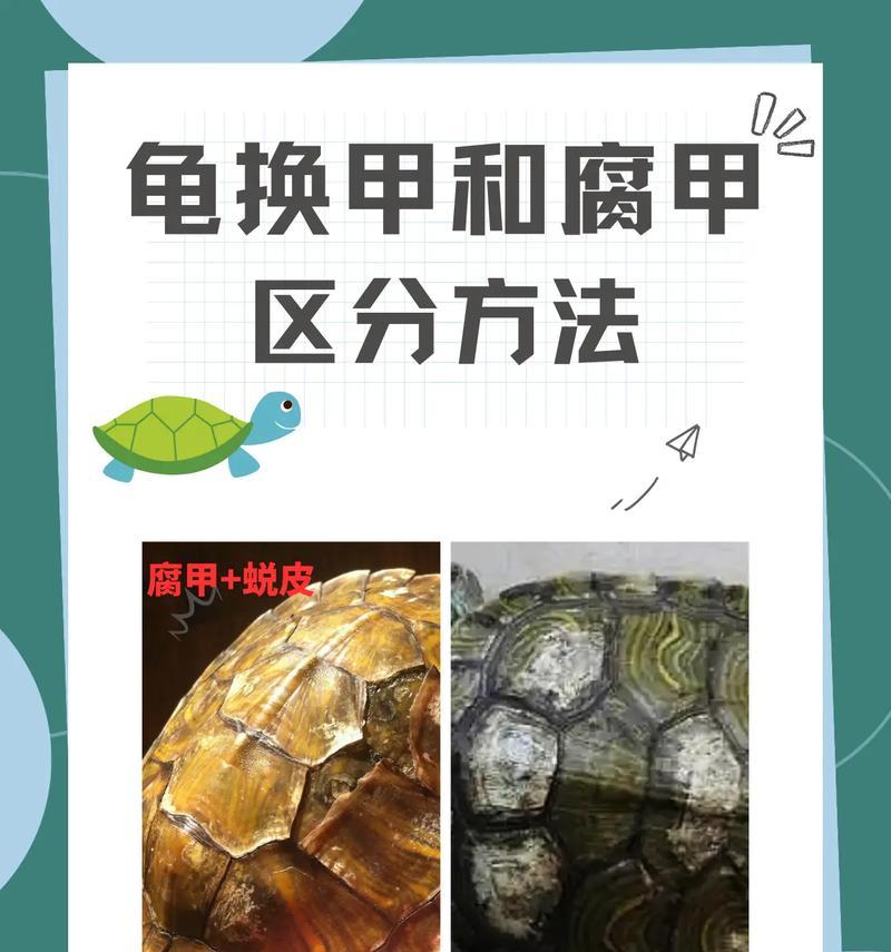 乌龟腐皮治疗法大揭秘！（了解乌龟腐皮治疗的关键步骤及注意事项）(图1)