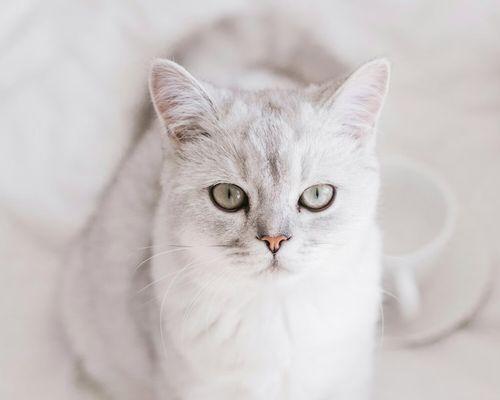 以英短蓝猫公猫能长到多少斤？（探寻英短蓝猫公猫的体重极限及影响因素）(图3)