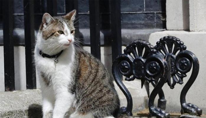 英国首相府的猫拉里（探寻拉里在首相府的角色与影响力）(图3)