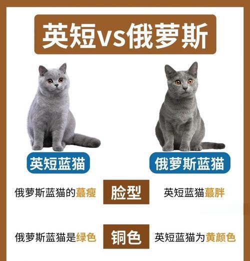 以英短蓝猫公猫能长到多少斤？（探寻英短蓝猫公猫的体重极限及影响因素）(图2)