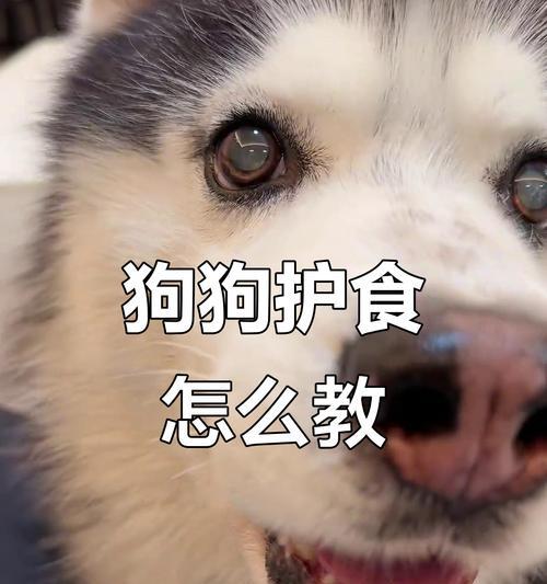 培养良好的食物共享习惯，让狗不再护食(图3)