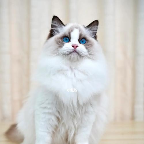高白双色布偶猫的魅力（探索高白双色布偶猫的独特魅力，迷人的品种特征和可爱的个性）(图1)