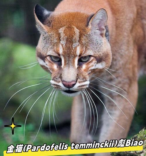 英国首相府的猫拉里（探寻拉里在首相府的角色与影响力）(图1)