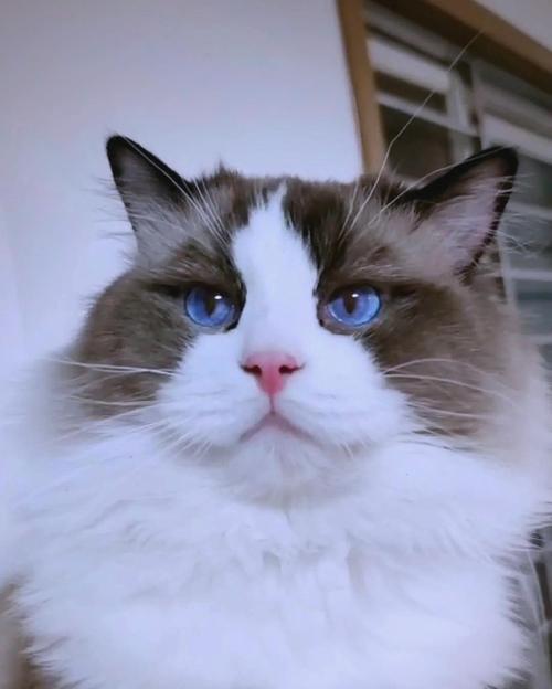 高白双色布偶猫的魅力（探索高白双色布偶猫的独特魅力，迷人的品种特征和可爱的个性）(图2)