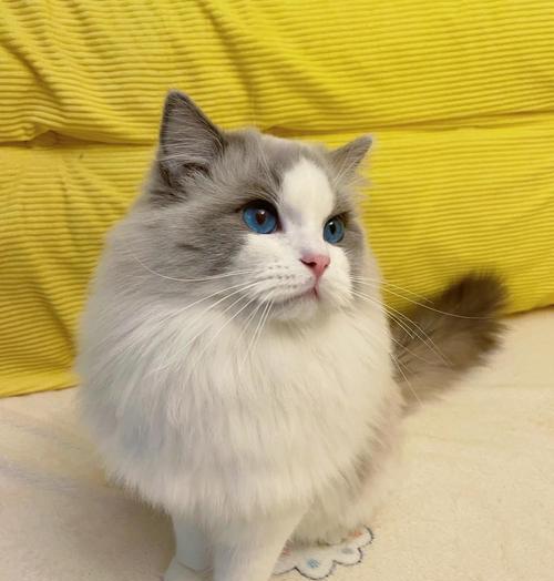 高白双色布偶猫的魅力（探索高白双色布偶猫的独特魅力，迷人的品种特征和可爱的个性）(图3)