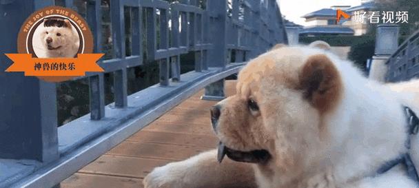 松狮遛步（了解狗狗的需要，创造健康快乐的生活环境）(图1)