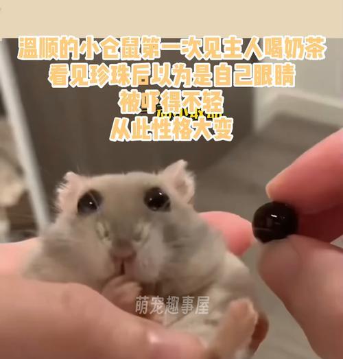 小仓鼠眼睛出现问题的原因及处理方法（小仓鼠眼睛问题的解决方法及预防措施）(图2)