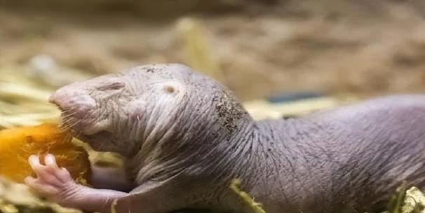 裸鼹鼠的绝招（揭秘裸鼹鼠如何应对缺氧环境的生存策略）(图3)