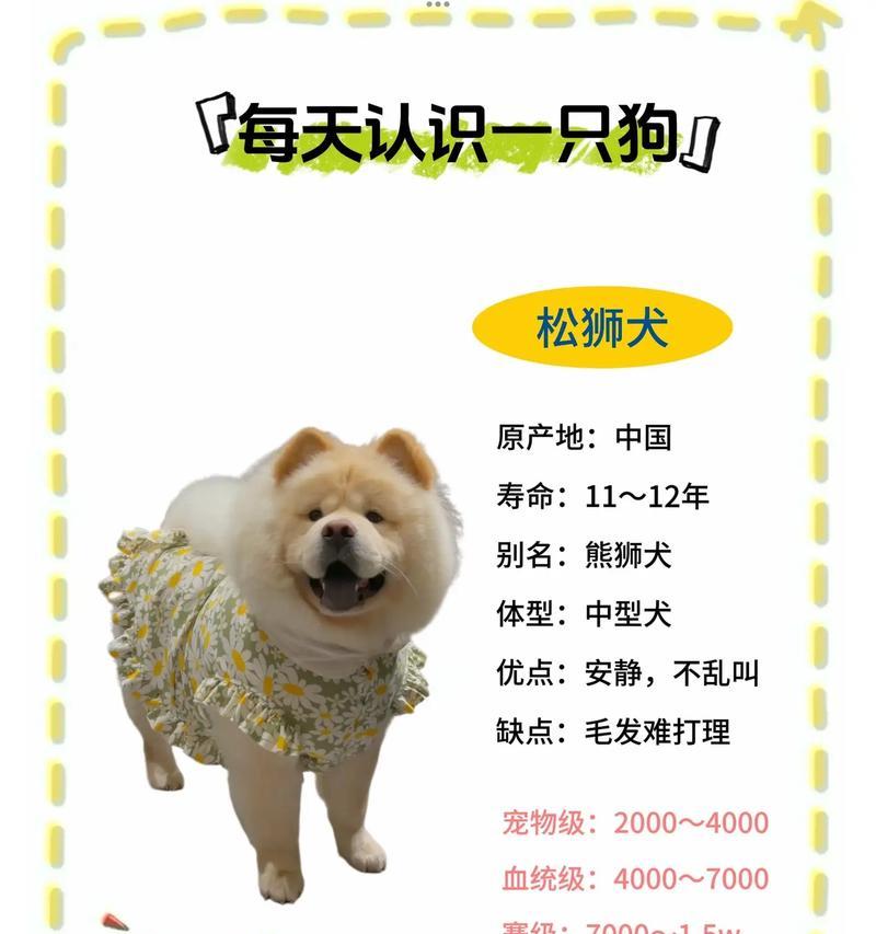 松狮遛步（了解狗狗的需要，创造健康快乐的生活环境）(图3)