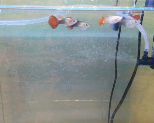 裸鼹鼠的绝招（揭秘裸鼹鼠如何应对缺氧环境的生存策略）(图1)