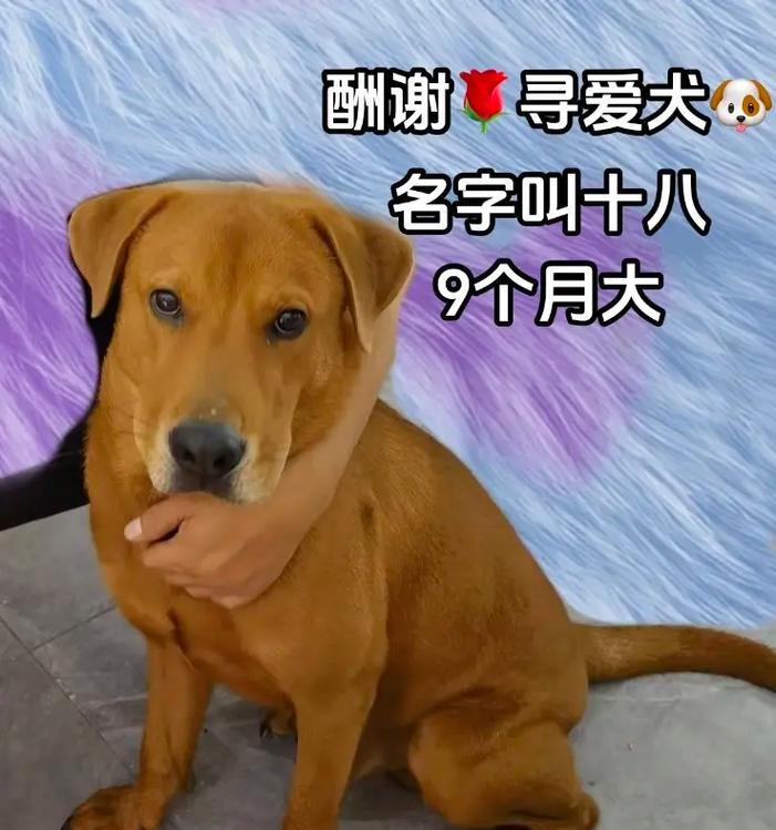 深圳拉布拉多主题地点大揭秘（探访深圳的拉布拉多天堂，尽情享受狗狗乐园）(图1)