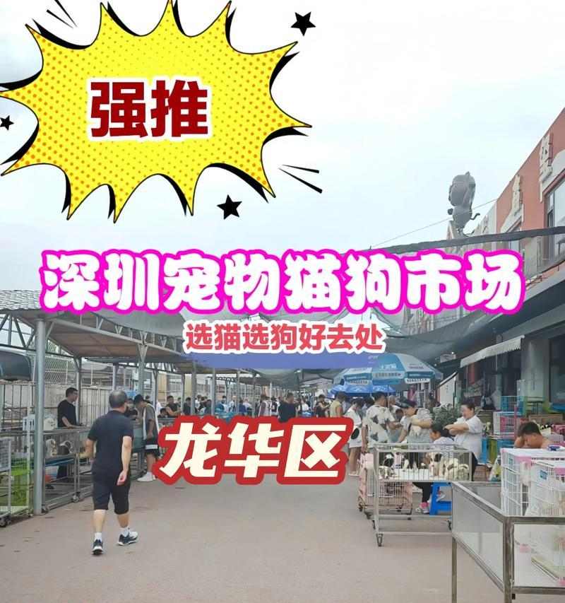 深圳拉布拉多主题地点大揭秘（探访深圳的拉布拉多天堂，尽情享受狗狗乐园）(图3)