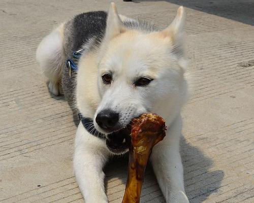 狗吃鸡骨头要观察多久？（了解宠物的食物消化过程，保护狗狗的健康）(图3)