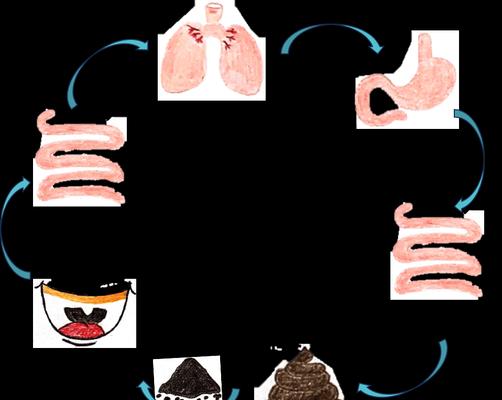 肠虫宁（了解肠虫宁的虫排时间，保障身体健康）(图3)