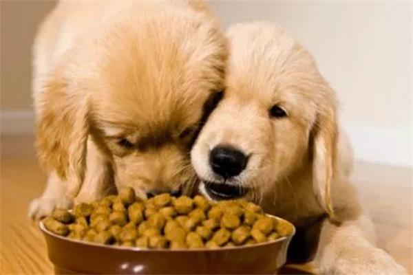 哪些狗狗适合吃低脂狗粮？(图3)