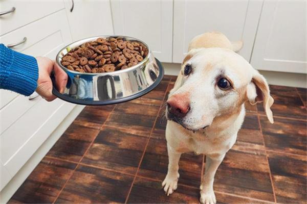 怎样才算是低脂狗粮？(图3)