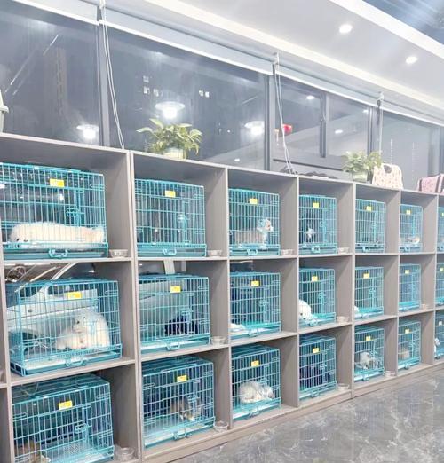 探索韩国著名犬舍的奥秘（揭开韩国犬舍的神秘面纱，了解养犬文化）(图1)