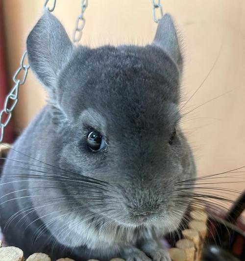 养龙猫的必备知识和准备事项（掌握龙猫饲养全科普，满满的干货为你准备！）(图3)