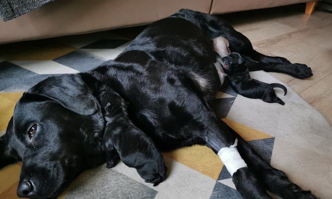 狗狗产后多久能洗澡？（宝贝狗狗产后洗澡的注意事项） - 新生家伴