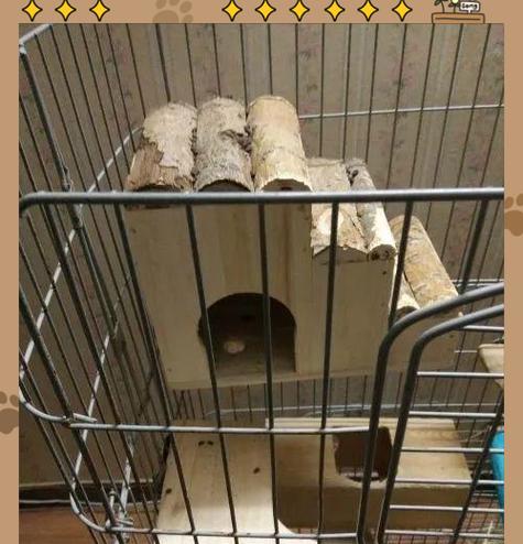 养龙猫的必备知识和准备事项（掌握龙猫饲养全科普，满满的干货为你准备！）(图2)