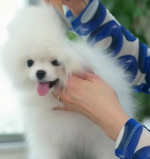 博美幼犬新环境下的最佳洗澡时间（培养适应性的关键）(图2)