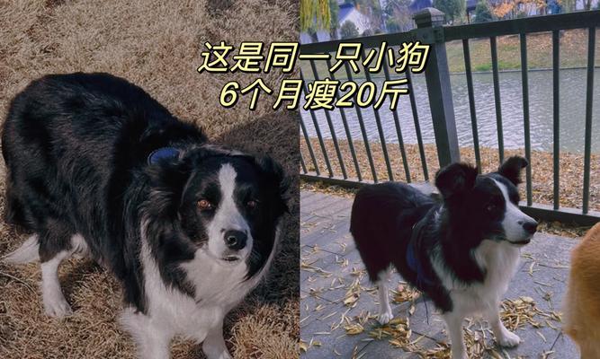 狗的运动和喂食时间安排（了解合理的运动与喂食时间安排，让狗保持健康快乐）(图2)