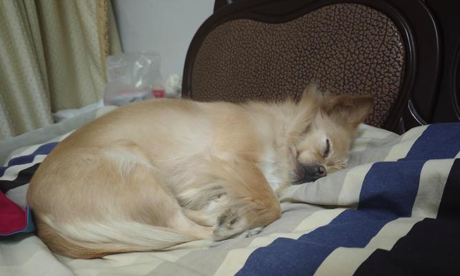 狗的运动和喂食时间安排（了解合理的运动与喂食时间安排，让狗保持健康快乐）(图3)