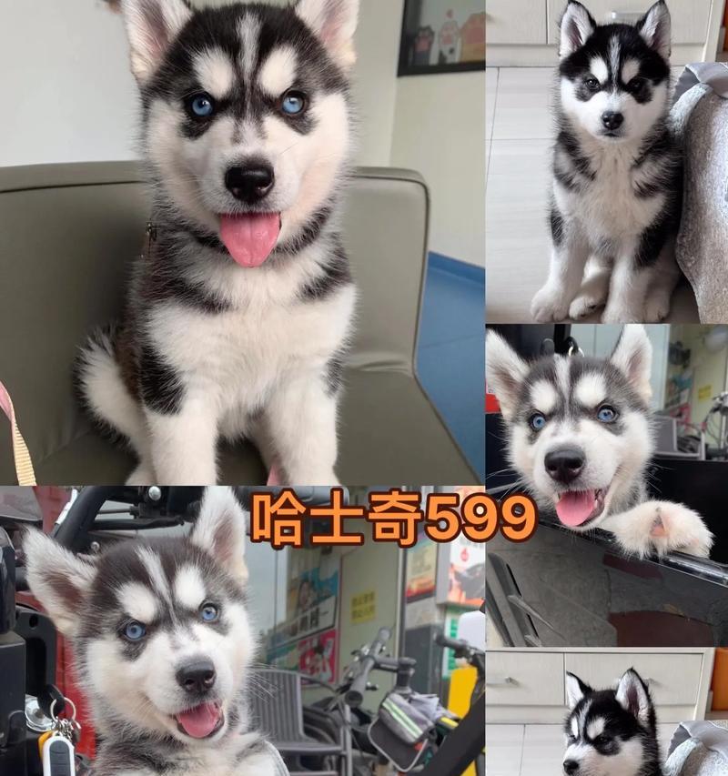 哈奇士幼犬的养育期限及注意事项（了解哈奇士幼犬的成长过程和关键期，助你做好犬儿的养育工作）(图2)