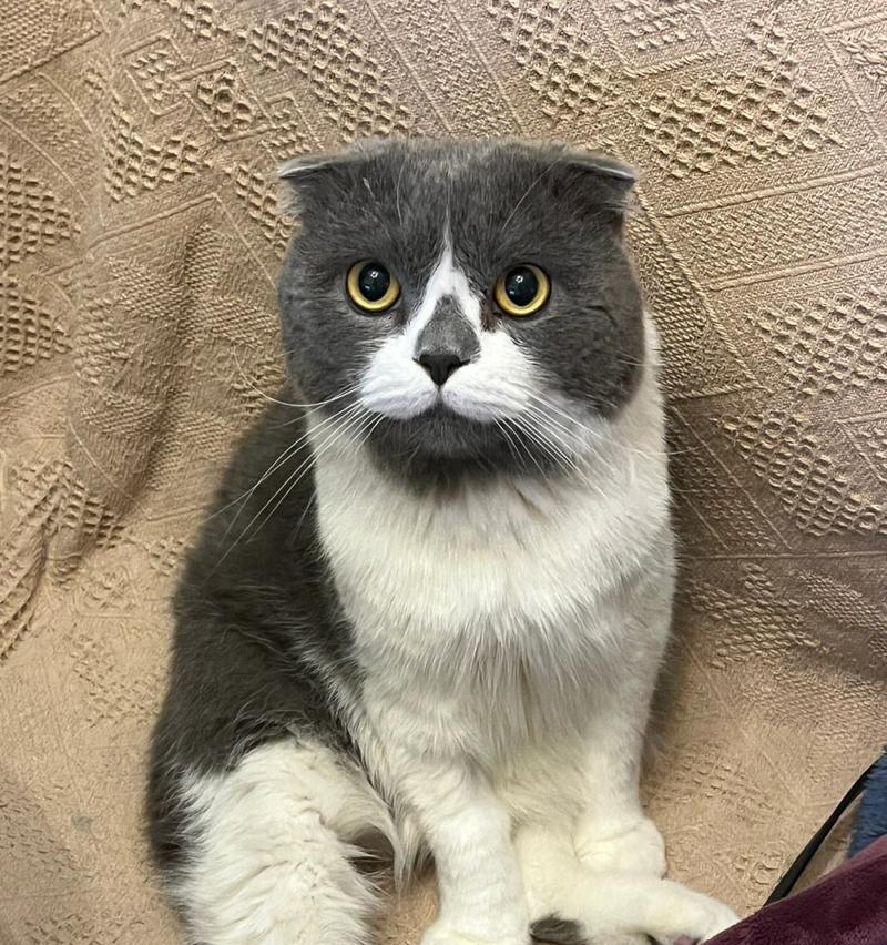 以折耳的猫有哪些品种？（探索折耳猫的多样性）(图1)