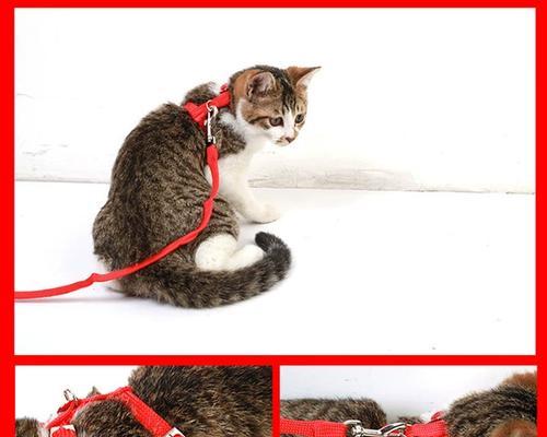 如何制作溜猫绳（简单易学的猫咪安全外出装备制作方法）(图2)