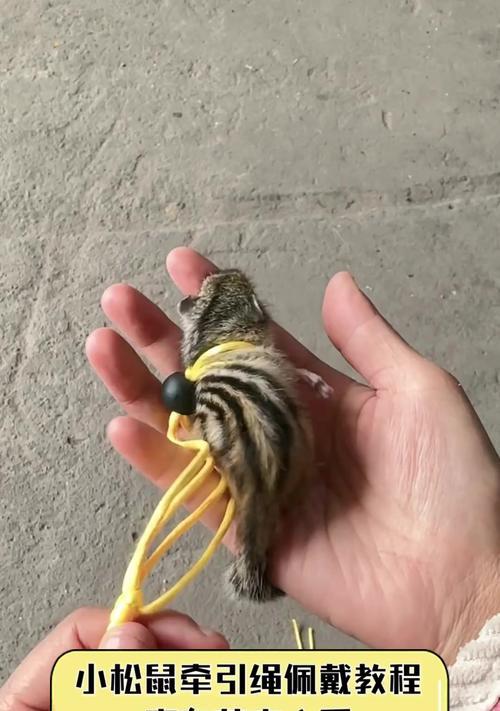 如何制作溜猫绳（简单易学的猫咪安全外出装备制作方法）(图1)