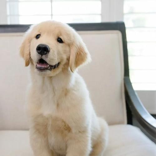 小金毛带出去的好处和注意事项（探究小金毛带出去的益处和必须留心的事项）(图3)