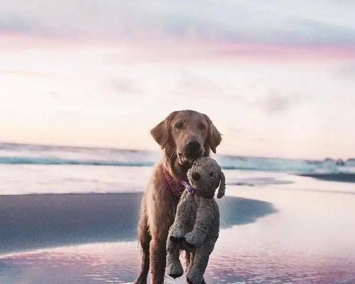 小金毛带出去的好处和注意事项（探究小金毛带出去的益处和必须留心的事项）(图1)