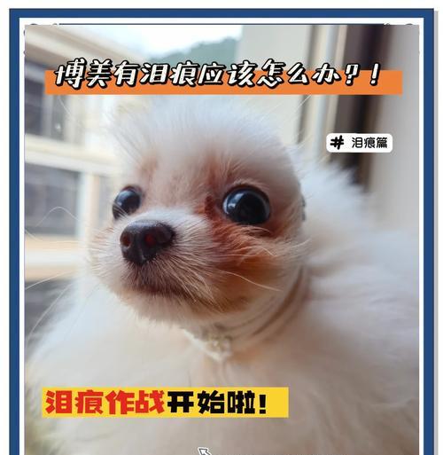 解决博美犬掉毛严重的方法（如何改善博美掉毛？）(图3)