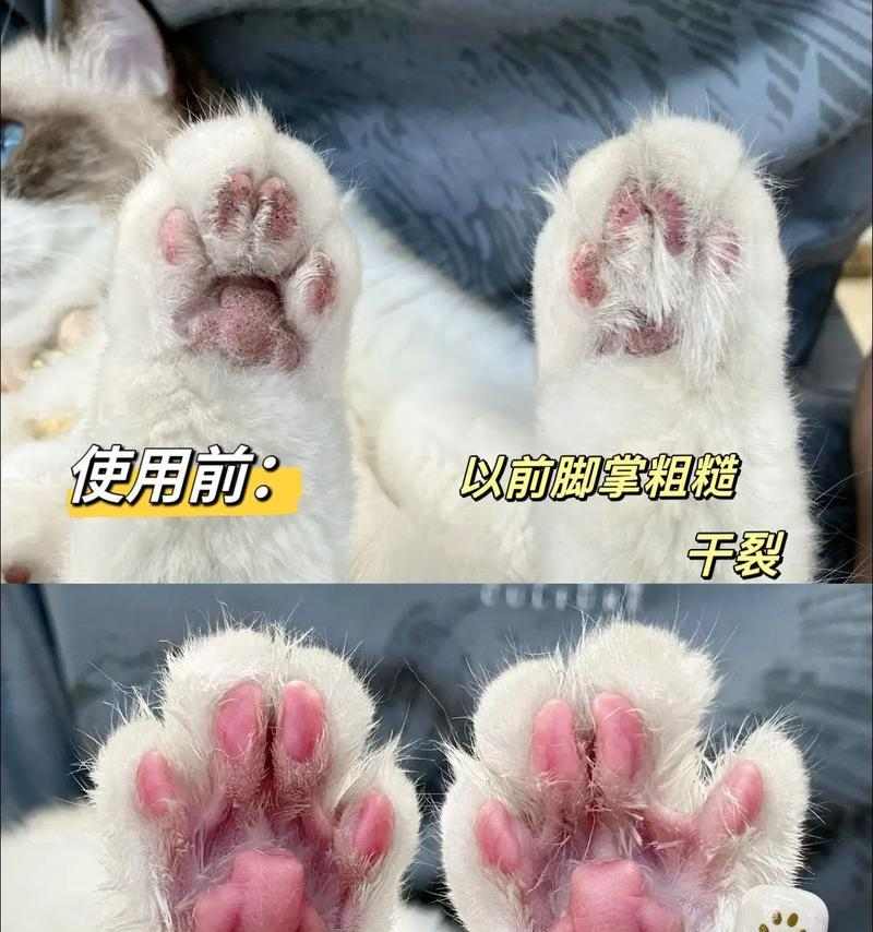 猫咪脚垫划伤了怎么办？（保护猫咪脚垫，让它们健康快乐！）(图2)