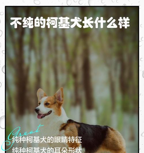 如何准确区分纯种狗和杂交狗的关键特征？（以狗怎么区分纯不纯，一起来看看吧！）(图1)
