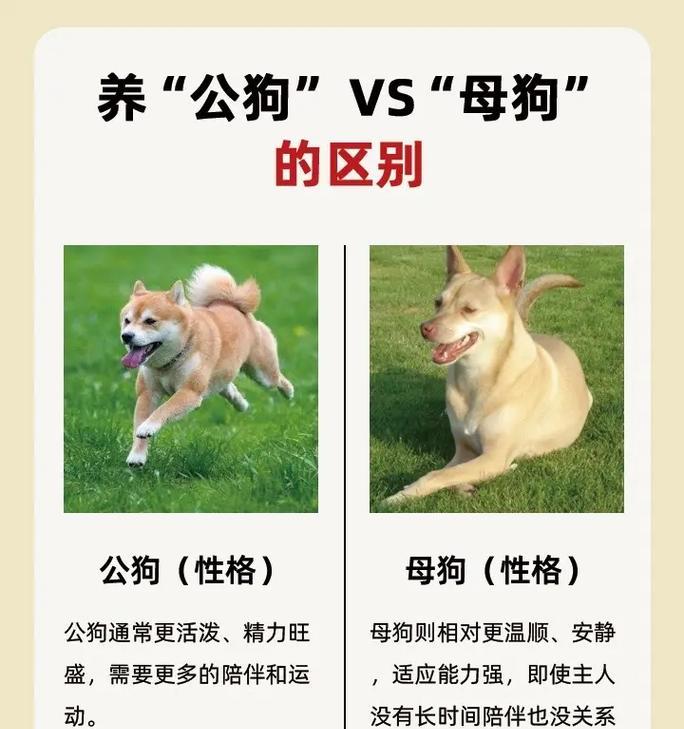 如何准确区分纯种狗和杂交狗的关键特征？（以狗怎么区分纯不纯，一起来看看吧！）(图3)